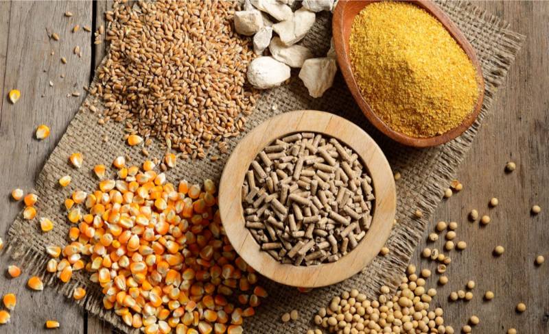Đa dạng nhóm chất trong khẩu phần ăn của gà đá