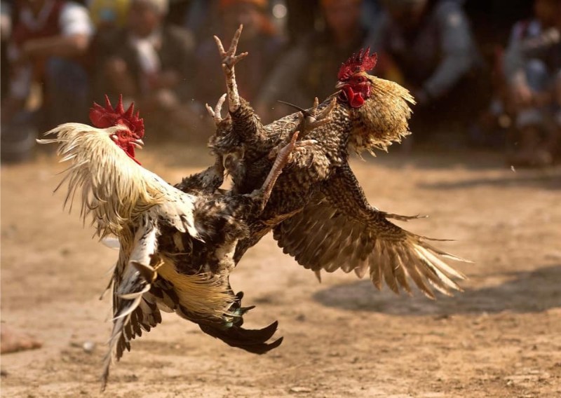 Lưu ý khi chăm sóc gà đá vảy nội hoa đăng 